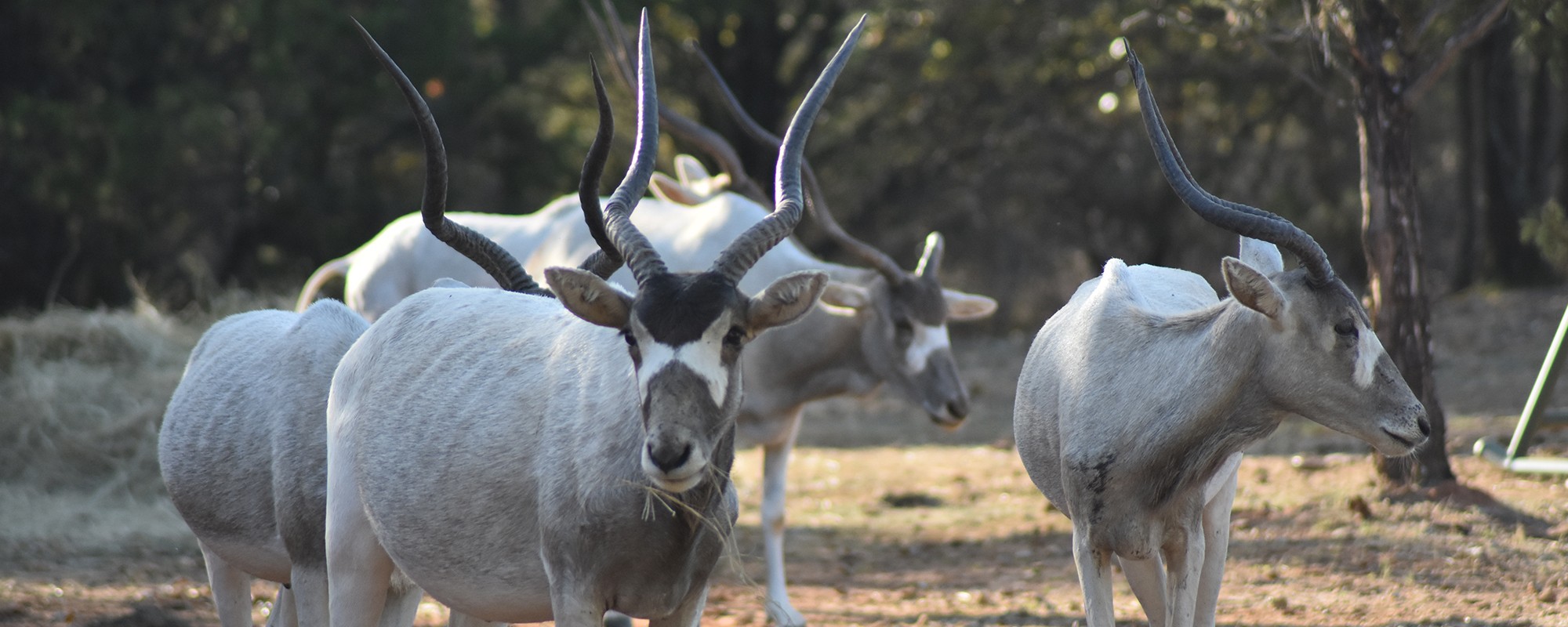 animal safari east texas