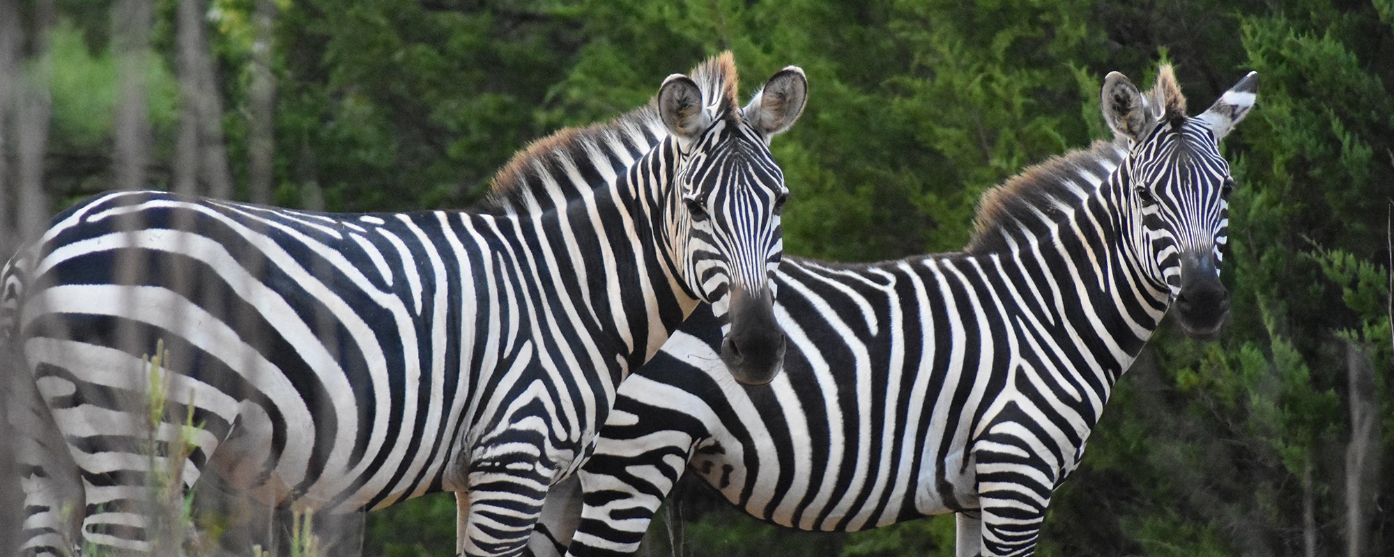 animal safari east texas