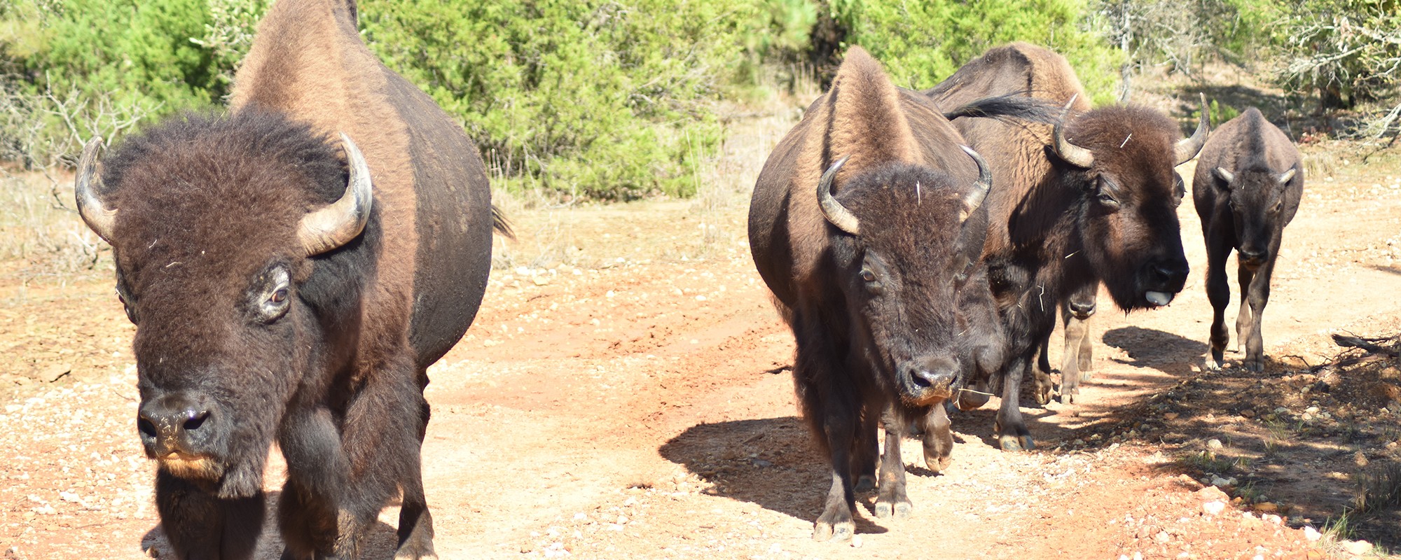 safari east texas