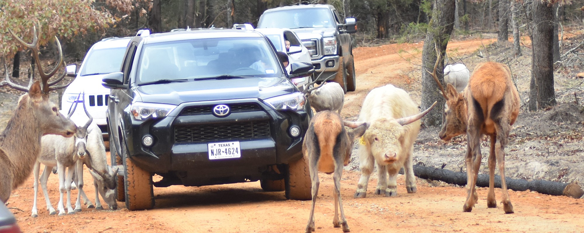 wild wilderness drive-through safari photos