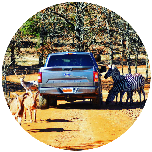 drive thru safari near dallas
